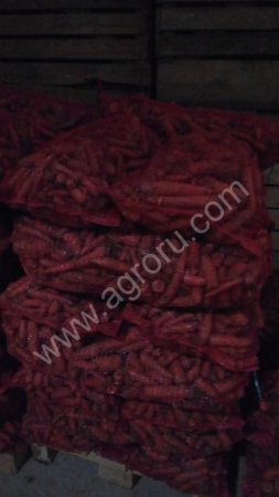 Морковь свежая урожай 2014 г.