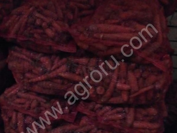 Морковь свежая урожай 2014 г.