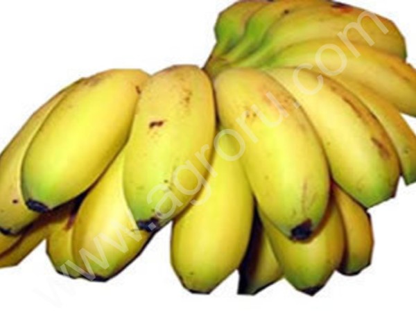 бананы свежие оптом