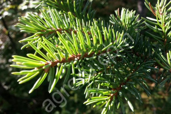 Эфирные пихтовое сосновое и другие масла