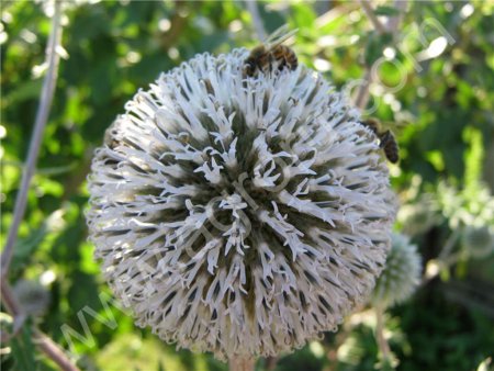 Семена мордовника шароголового