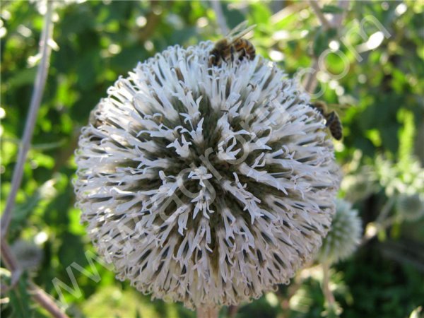 Семена мордовника шароголового