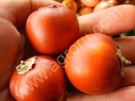 Баклажаны. Редкие сорта. Семена