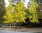Гинкго двулопастный — Ginkgo biloba L.