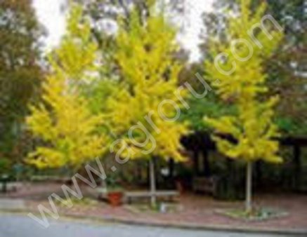 Гинкго двулопастный — Ginkgo biloba L.