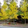 Гинкго двулопастный — Ginkgo biloba L.