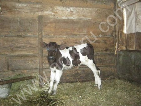 Дойное стадо чистопородных высокоудойных коров.