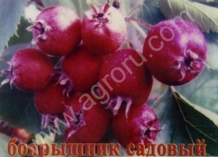 Боярышник садовый