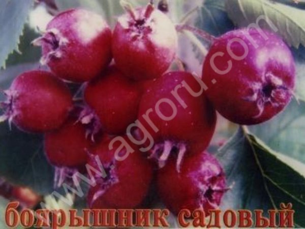 Боярышник садовый
