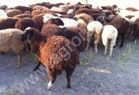 курдючных овец