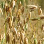 Семена Овса Десант