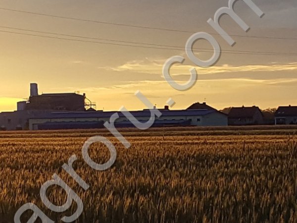 зерновые и масличные культуры