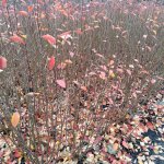 Кизильник блестящий саженец