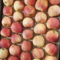 Яблоки оптом Гала Шнига 65-80 1сорт