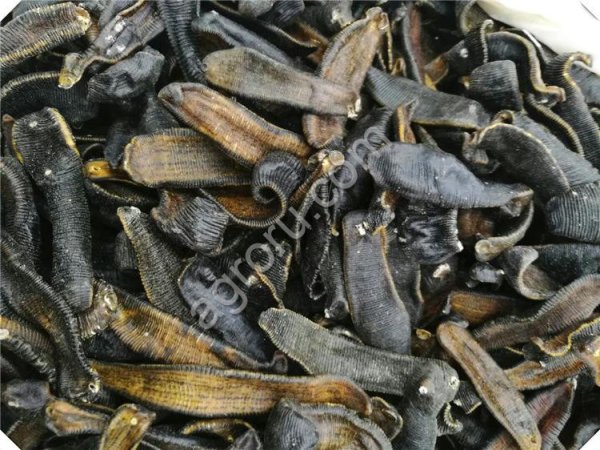 сушеная пиявка