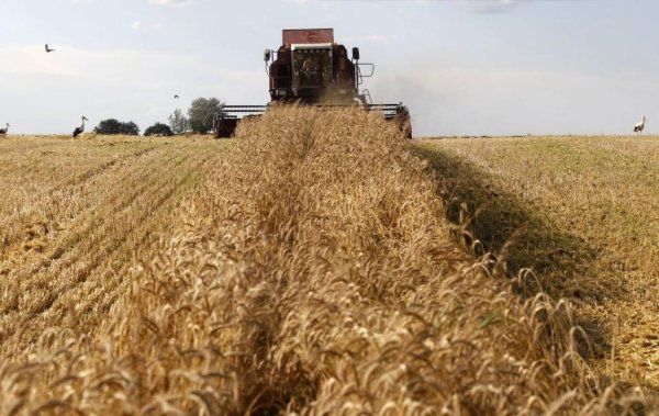 Краткий обзор зернового рынка