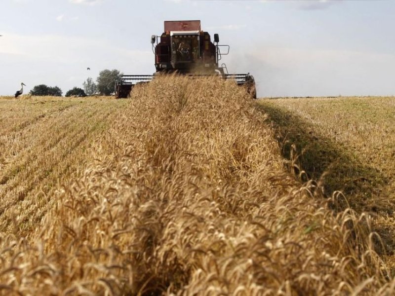 Краткий обзор зернового рынка