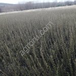 Кизильник 2-х летний