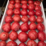 Помидоры