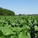 семена подсолнечника Янтарь