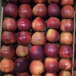 Яблоко Ред Джонапринц