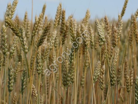 Пшеница яровая Ирень (элита)
