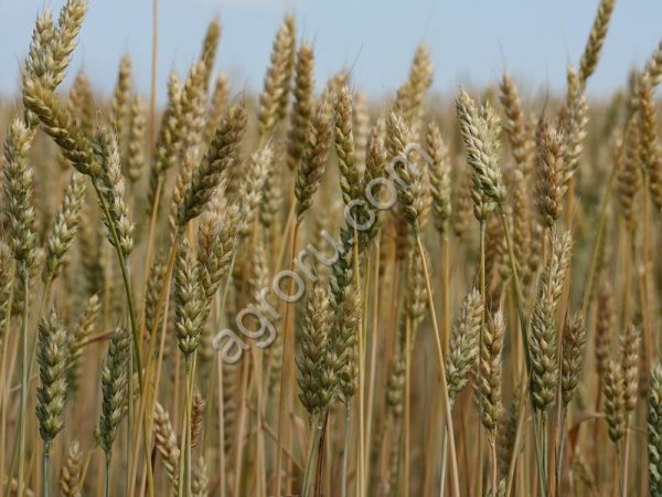 Пшеница яровая Ирень (элита)