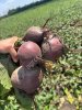 Свекла столовая Водан оптом  калибр 6-9