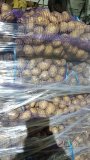 Картофель Оптом