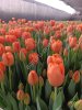 Тюльпаны