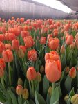 Тюльпаны