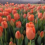 Тюльпаны