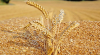Пшеница Кормовая ГОСТ