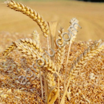 Пшеница Кормовая ГОСТ
