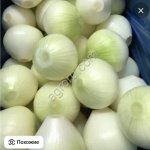 Лук очищенный