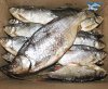 Вяленая рыба волжская оптом