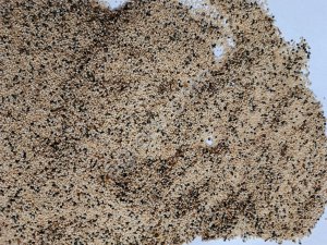 Амарант на зерно