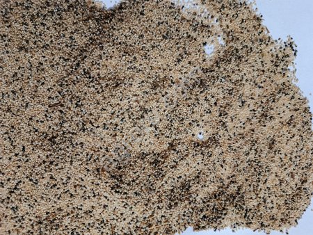 Амарант на зерно