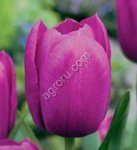 Тюльпаны опт к 8 марта