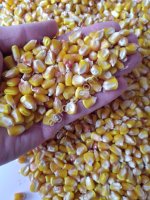 Кукуруза на станцию Сары-Агаш Казахстан