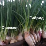 Семена лука Новый на зелень