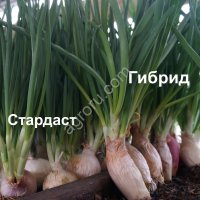 Семена лука Новый на зелень