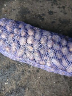 Картофель сорт Венди, самовывоз оплата нал или безнал