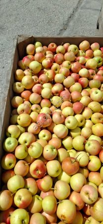 Яблоки ГАЛА 60+ от производителя