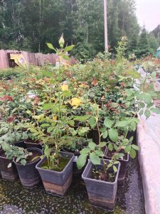 Саженцы деревьев и кустарников