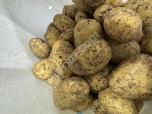 Картофель