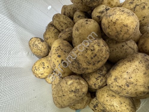 Картофель