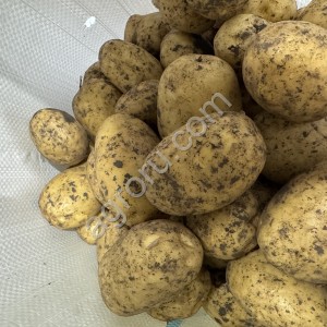 Картофель