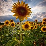 Семена подсолнуха НС Х 6343