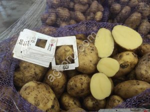 Картофель Ривьера